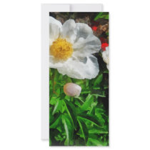 Two White Poppies rack cards