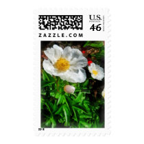 Two White Poppies stamps