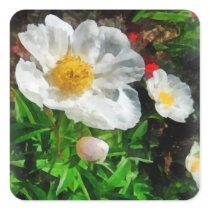 Two White Poppies stickers