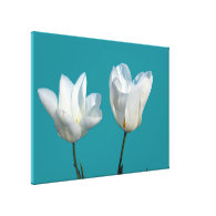 Two white tulip flowers in aqua blue background canvas prints