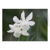 Two White Wild Daffodils in Green Field Card