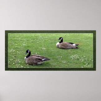 Two wild ducks on green grass. Landscape animal Poster