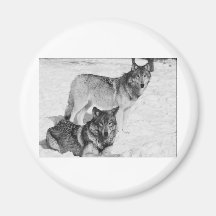 Two Wolves Refrigerator Magnet