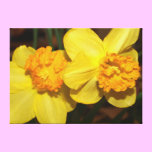 Two yellow daffodils canvas prints
