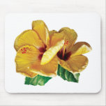 Two Yellow Hibiscus Two Yellow Hibiscus