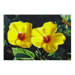 Two Yellow Hibiscus on Canvas Two Yellow Hibiscus on Canvas