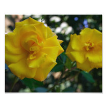 Two Yellow Roses Photograph