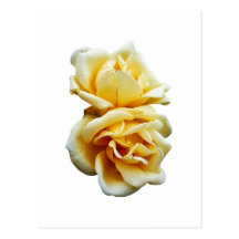Two Yellow Roses Postcards