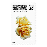 Two Yellow Roses Stamps