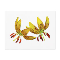 Two Yellow Tiger Lilies postcards