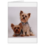 Two Yorkies Greeting Card