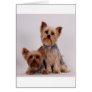Two Yorkies Greeting Card