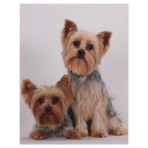 Two Yorkies letterhead