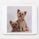 Two Yorkies Mouse Pad