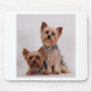 Two Yorkies Mouse Pad