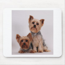 Two Yorkies mousepads