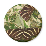 Two zebra butterflies on foliage magnet