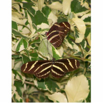 Two zebra butterflies on foliage cut outs