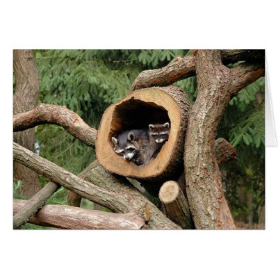 Two's Company Greeting Card by providencephoto