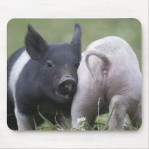 Twp Baby Pigs; Cute Piglets in Grassy Field Mousepads