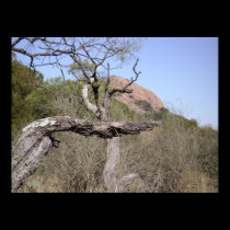 TX Hill Country Poster posters