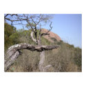 TX Hill Country Poster posters