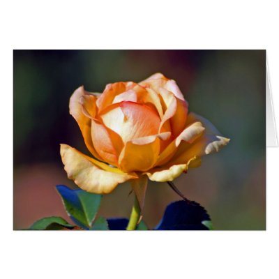 orange rose garden
