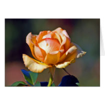 Tyler Rose Garden - Yellow/Orange Hybrid cards by pageandturner Tyler Rose Garden - Yellow/Orange Hybrid cards