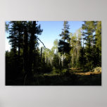 Typical Mixed Tree Conifer Zone On Humphreys Peak Poster