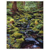 Typical rain forest scene near Sol Duc Hot Springs Flyers