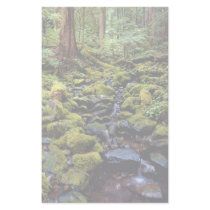 Typical rain forest scene near Sol Duc Hot Springs Customized Stationery