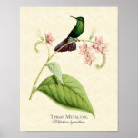 Tyrian Metal Tail Hummingbird Art Print
