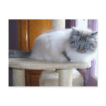 U' Onyx Cardiff Baby Blue 002 postcards