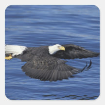 U.S.A., Alaska, Kenai Peninsula Bald eagle Sticker