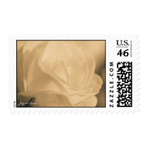 U.S. Postage Stamp - Antique White Rose