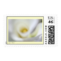 U.S. Postage Stamp - Dreamy White Calla Lily