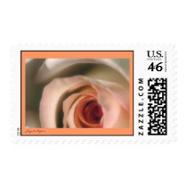U.S. Postage Stamp - Peaches & Cream Rose