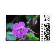 U.S. Postage Stamp - Violet wild flower