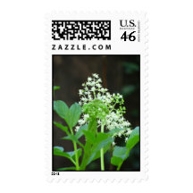 U.S. Postage Stamp - White Wild Flowers