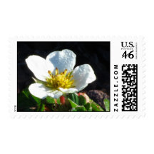 U.S. Postage Stamp - Wild Strawberry Blossom