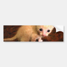 Ugly Duckling Bumper Sticker