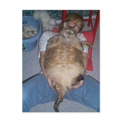 Ugly Fat Cat Post Cards by Disgusting Fat People Pictures. Ugly Fat Cat Post Cards by