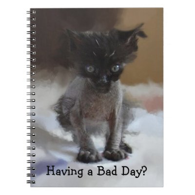Bad Day Kitty