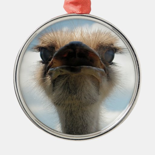 ugly man ostrich round metal christmas ornament zazzle ugly man ostrich round metal christmas ornament zazzle