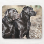 UK, England, Suffolk, Thetford Forest, Black Mouse Pads