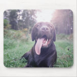 UK, England, Suffolk, Thetford Forest, Dog Mousepads