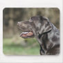UK, England, Suffolk, Thetford Forest, Profile Mouse Pads