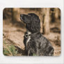 UK, England, Suffolk, Thetford Forest, Spaniel Mouse Pad