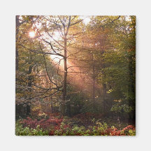 UK. Forest of Dean. Sunbeam penetrating a Refrigerator Magnets