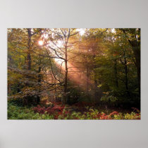UK. Forest of Dean. Sunbeam penetrating a